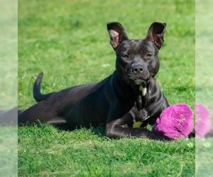 American Staffordshire Terrier Dogs for adoption in Gainesville, FL, USA