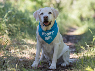 Labrador Retriever Dogs for adoption in Pacific Grove, CA, USA