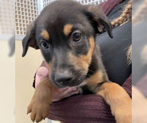 German Shepherd Dog Dogs for adoption in Salinas, CA, USA