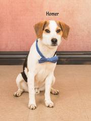 Beagle Dogs for adoption in Waynesboro, PA, USA