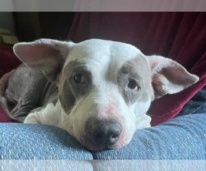 American Pit Bull Terrier-Unknown Mix Dogs for adoption in Westmont, IL, USA