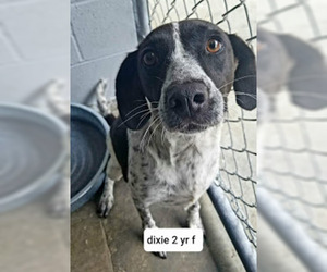 Bluetick Coonhound Dogs for adoption in Rockaway, NJ, USA
