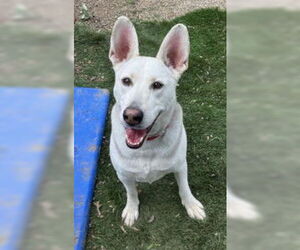 Siberian Husky-Unknown Mix Dogs for adoption in Ventura, CA, USA