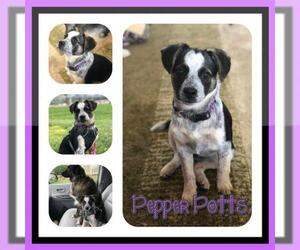 Mutt Dogs for adoption in Florence, KY, USA
