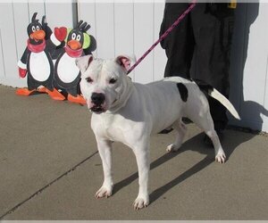 American Staffordshire Terrier Dogs for adoption in Louisville, KY, USA