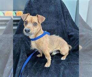 Mutt Dogs for adoption in Big Bear City, CA, USA