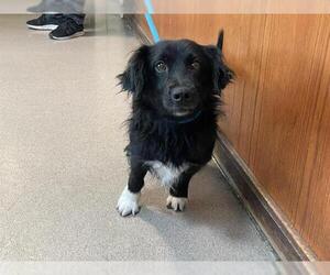 Dachshund Dogs for adoption in Pasadena, CA, USA