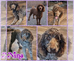 Poodle (Standard) Dogs for adoption in Blacksburg, SC, USA