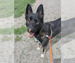 German Shepherd Dog-Unknown Mix Dogs for adoption in Brighton, CO, USA