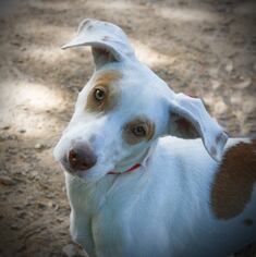 Medium Photo #1 Ibizan Hound Puppy For Sale in Atlanta, GA, USA