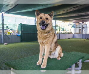 Chow Chow-Unknown Mix Dogs for adoption in Pasadena, CA, USA