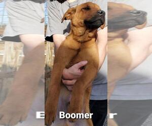 Border-Aussie Dogs for adoption in Pawtucket, RI, USA