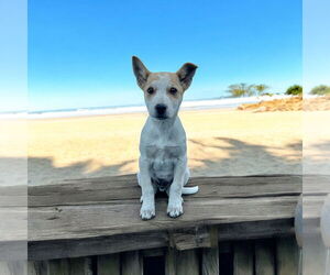 Mutt Dogs for adoption in Menifee, CA, USA