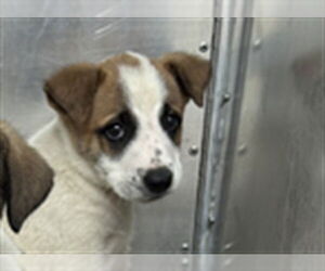 Saint Bernard-Unknown Mix Dogs for adoption in Rancho Cucamonga, CA, USA