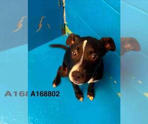 Boston Terrier-Unknown Mix Dogs for adoption in Calgary, Alberta, Canada