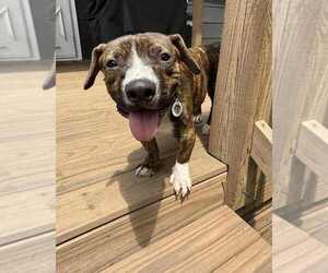 Mutt Dogs for adoption in Candler, NC, USA