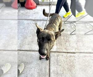 German Shepherd Dog Dogs for adoption in Alameda, CA, USA