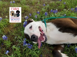 American Staffordshire Terrier Dogs for adoption in Killeen, TX, USA