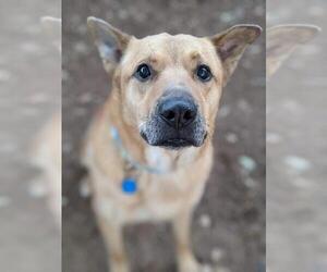 Chow Chow-Labrador Retriever Mix Dogs for adoption in Canutillo, TX, USA