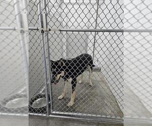 German Shepherd Dog-Siberian Husky Mix Dogs for adoption in Temple, TX, USA