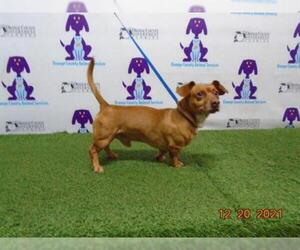 Dachshund Dogs for adoption in Orlando, FL, USA