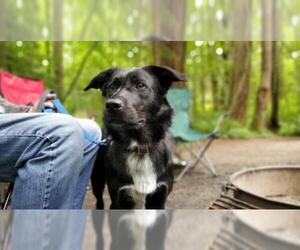 Border-Aussie Dogs for adoption in Seahurst, WA, USA