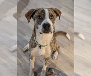 Mountain Cur-Unknown Mix Dogs for adoption in Boston, MA, USA
