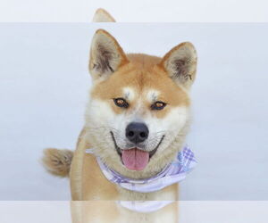 - Mix Dogs for adoption in Pasadena, CA, USA