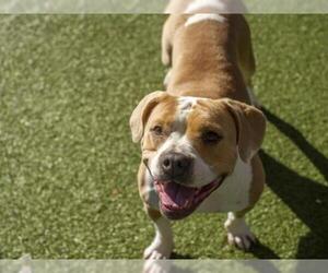 Bulldog Dogs for adoption in Placerville, CA, USA
