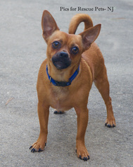 Chiweenie Dogs for adoption in Spring Lake, NJ, USA