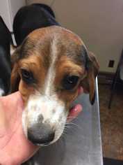 Beagle Dogs for adoption in Glen Haven, WI, USA