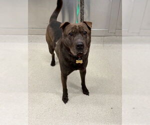 Chinese Shar-Pei-Labrador Retriever Mix Dogs for adoption in Fairbanks, AK, USA