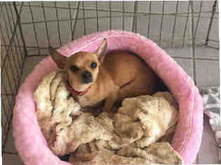 Chihuahua Dogs for adoption in Canfield, OH, USA