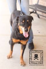Rottweiler Dogs for adoption in Fredericksburg, VA, USA