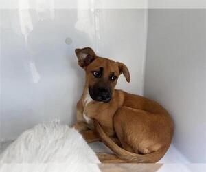 German Shepherd Dog-Unknown Mix Dogs for adoption in Houston, TX, USA