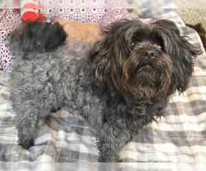 Shih-Poo Dogs for adoption in Aurora, CO, USA