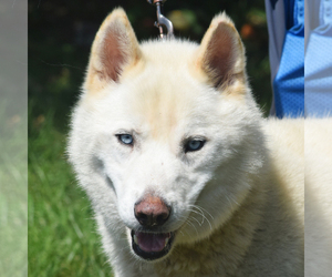 Alusky Dogs for adoption in Huntley, IL, USA