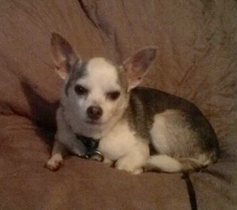 Chihuahua Dogs for adoption in Blackwood, NJ, USA