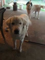 Medium Photo #1 Great Pyrenees-Unknown Mix Puppy For Sale in Whitewright, TX, USA