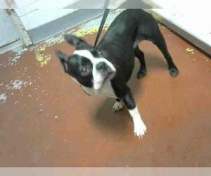 Boston Terrier Dogs for adoption in Atlanta, GA, USA