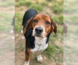 Beagle Dogs for adoption in Pacolet, SC, USA