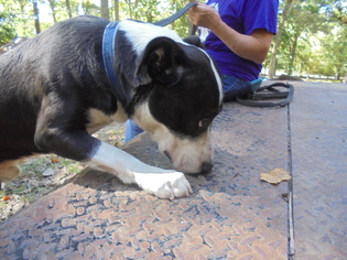 Borador Dogs for adoption in Blairsville, GA, USA