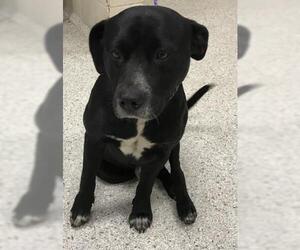 Labrador Retriever-Unknown Mix Dogs for adoption in Conroe, TX, USA