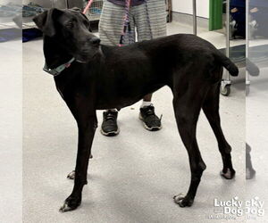 Great Dane-Unknown Mix Dogs for adoption in Washington, DC, USA