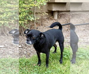 Pug-Unknown Mix Dogs for adoption in San Diego, CA, USA