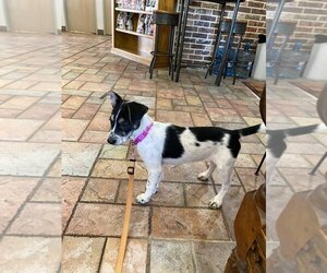 Jack Russell Terrier-Unknown Mix Dogs for adoption in Dallas, TX, USA