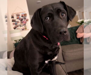 Labrador Retriever Dogs for adoption in Fargo, ND, USA