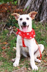 Labrador Retriever-Shiba Inu Mix Dogs for adoption in San Mateo, CA, USA