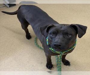 American Pit Bull Terrier-Labrador Retriever Mix Dogs for adoption in Derwood, MD, USA