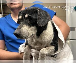 Mutt Dogs for adoption in Ocala, FL, USA